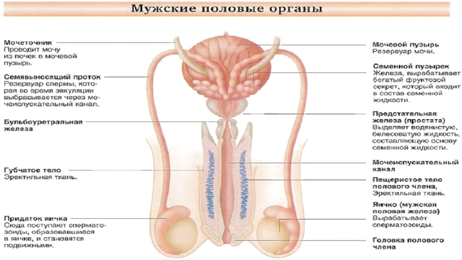 анатомия строение мужского члена фото 51