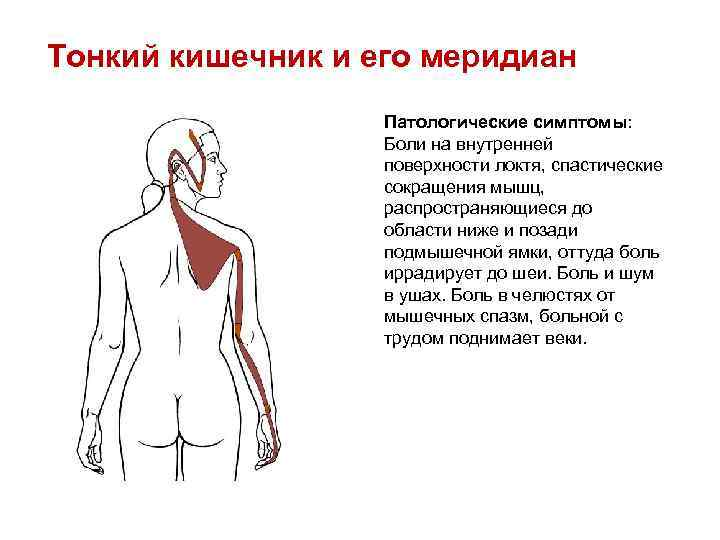 Меридиан тонкого кишечника. Меридиан тонкой кишки точки. Меридиан тонкого кишечника точки расположения. Сигнальная точка меридиана тонкого кишечника.